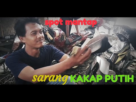 mancing kakap putih penghuni muara betok mati Karawang.  “BUBAR”