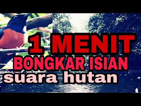 Terapi murai batu di alam liar hutan rimba untuk menenangkan burung stres macet bunyi burung bahan