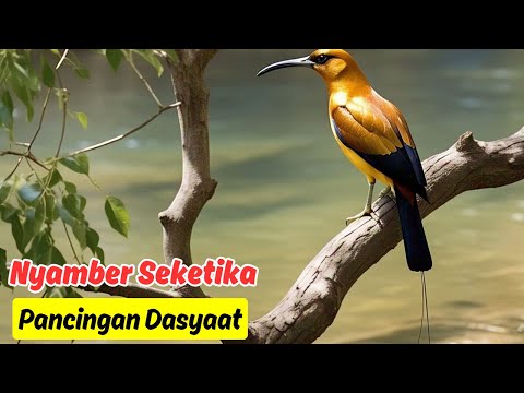 Terapi Suara Murai Batu ‘Happy Mood’ dengan Backsound Musik Klasik