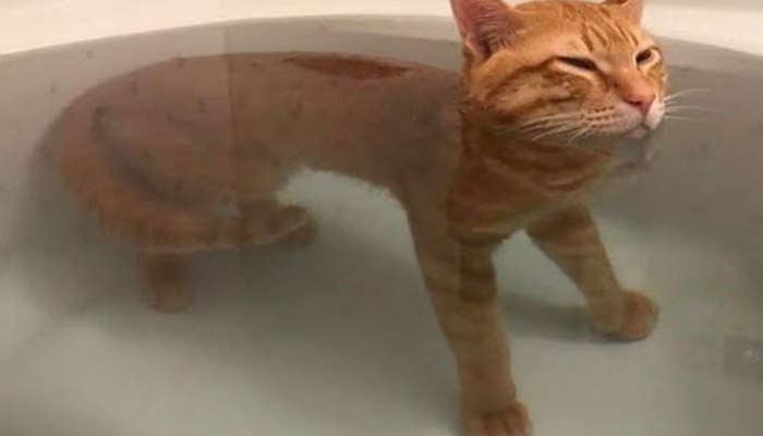 kucing-oren-dikenal-bar-bar,-benarkah-karakter-kucing-ditentukan-warna-bulunya?