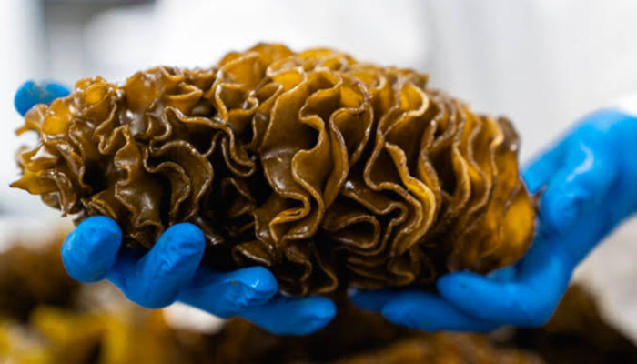 fucoidan,-harta-karun-dari-laut-indonesia-yang-bisa-sembuhkan-aneka-penyakit