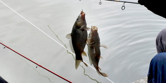 Umpan Air Tawar : Racikan Umpan Mas, Djempol Reguler Amis Spesial+Amisan Gindara