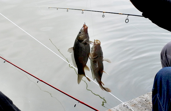 umpan-air-tawar-:-racikan-umpan-mas,-djempol-reguler-amis-spesial+amisan-gindara