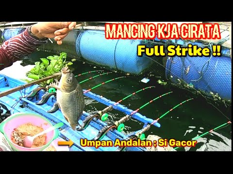 DIJAMIN PULANG BAWA IKAN! PEMANCING TENGAH HARUS COBA RACIKAN UMPAN INI || Mancing Cirata terbaru