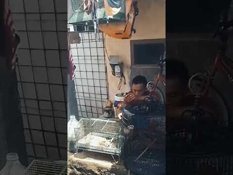 Murai Batu Kicau Mania