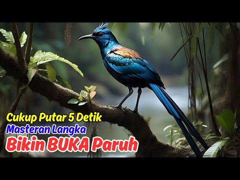 Cara Membuat Masteran Murai Batu Sendiri untuk Memancing Suara