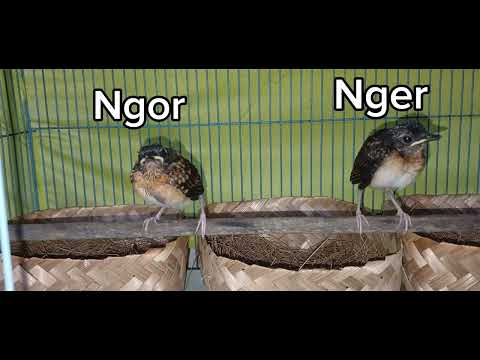 CIRI CIRI JANTAN DAN BETINA ANAKAN MURAI BATU UMUR 10 HARI