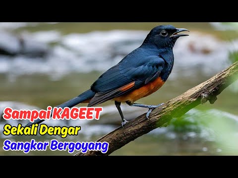 Murai Batu Gacor, Suara Ini Membuat Burung Kamu Langsung Ngeplong