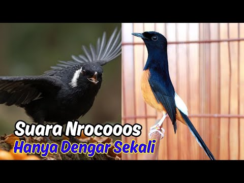 Masteran Harian Murai Batu: Pancingan Suara untuk Mental Fighter