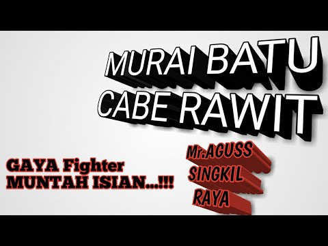KECIL-KECIL CABE RAWIT… MURAI BATU Milik Mr Agus singkil raya OBRAL ISIAN DI AGENDA JUM’AT SORE