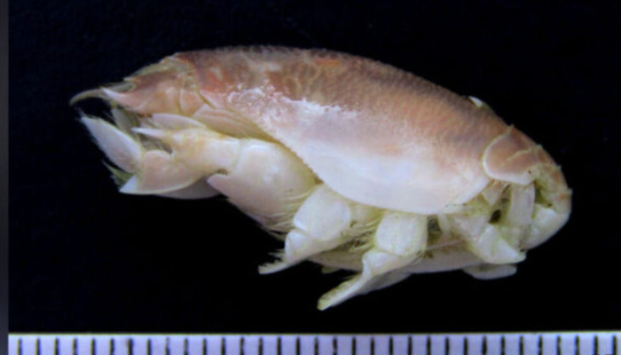 spesies-baru-undur-undur-laut-ditemukan,-namanya-emerita-pangandaran