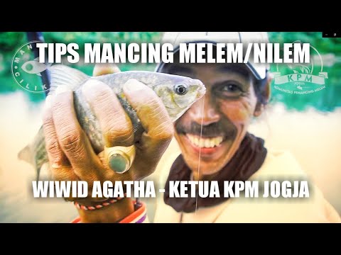 Tips Mancing Ikan Nilem/Melem bersama Ketua Komunitas Pemancing Melem Jogja