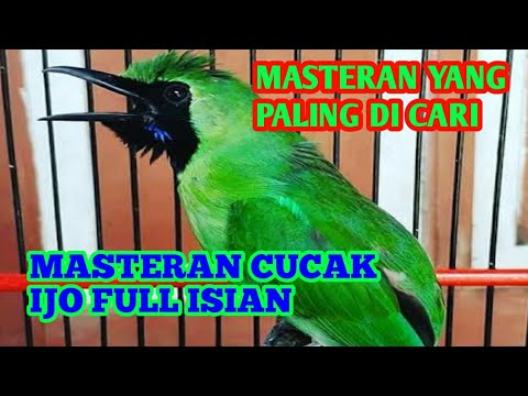Ini masteran cucak ijo yang di cari para kicau mania  masteran cucak ijo full isian #masterancucakjo