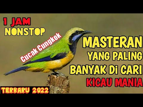 Masteran cucak cungkok terbaru 2023 yang paling banyak di cari kicau mania || masteran burung kecil