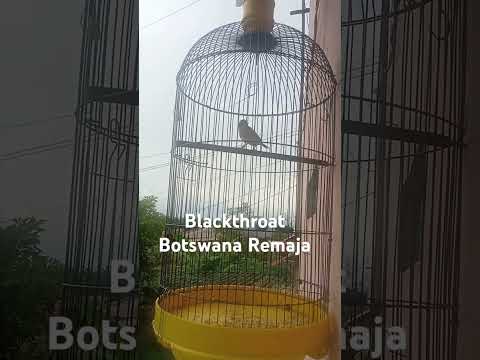blackthroat Botswana Remaja bunyi di sore hari #burung #blacktroat #kicau mania