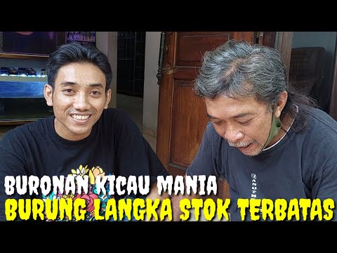 LIMITED EDITION ! BURONAN KICAU MANIA, BURUNG LANGKA TUWU MATA MERAH