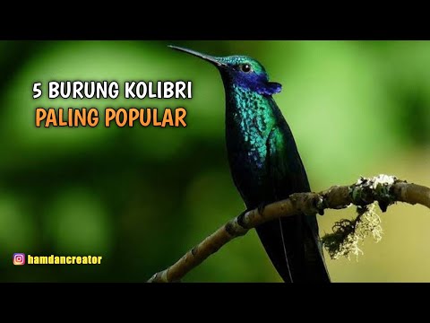 5 BURUNG KOLIBRI PALING POPULER DI KALANGAN KICAU MANIA