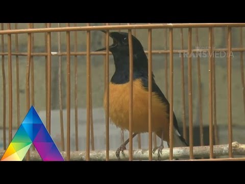 DUNIA BINATANG 29 JANUARI 2016 – PAKAN KICAU MANIA 3-1
