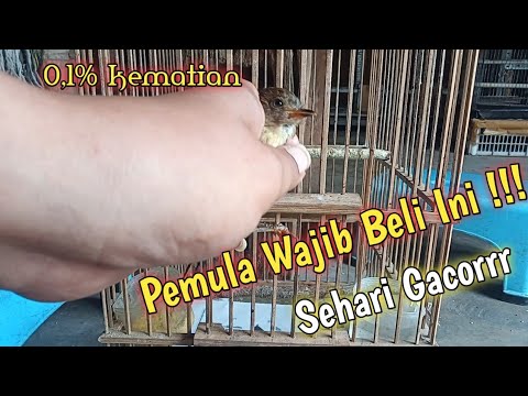 Sehari langsung gacor?! kicau mania pemula mending beli burung ini dulu