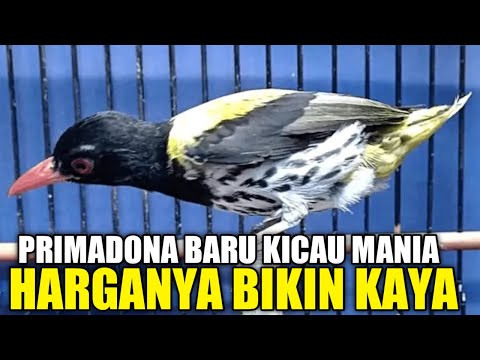 JIKA TAU BURUNG INI KICAU MANIA BISA PENSIUN DINI BELI MURAI BATU MAHAL MAHAL
