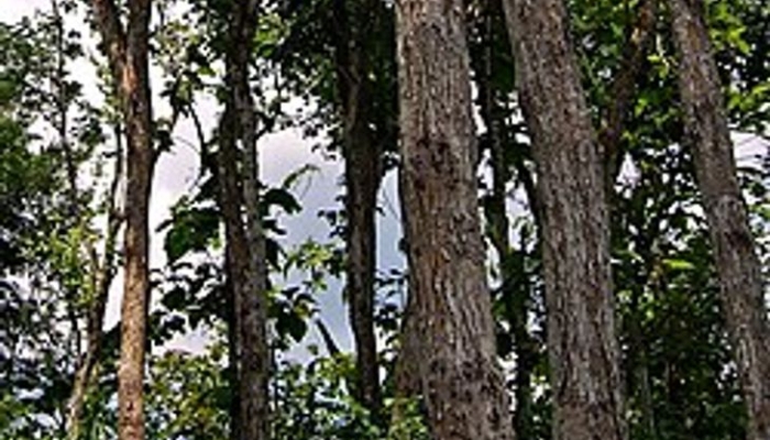 kayu-asal-hutan-jawa-ini-paling-dilindungi,-diincar-pembalak-liar-untuk-dijual-ke-as-dan-jepang