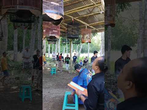 Gantang Perdana Murai Batu Prokis !!