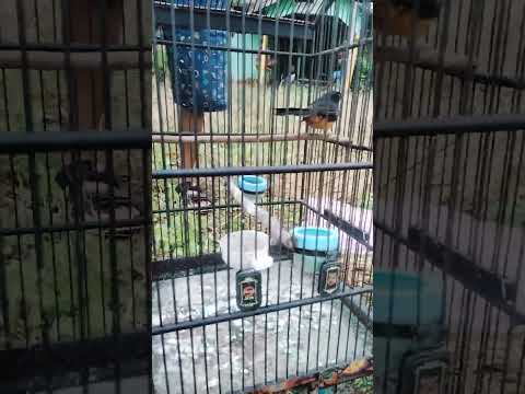 komunitas pecinta burung murai batu#shorts #birds #burungkicau #muraibatu #viral