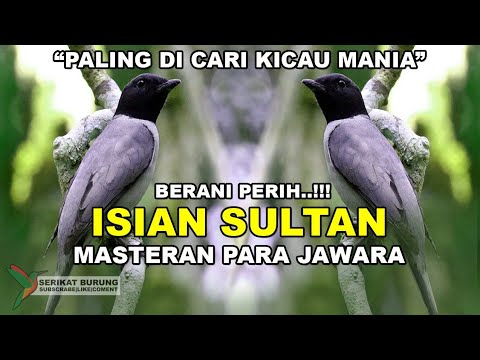 BERANI PERIH!! Isian Sultan Paling di Cari Kicau Mania|Masteran Para Jawara|FULL VARIASI