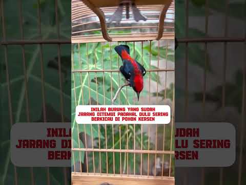 burung kemade Avatar #burung #mangkicauoffecial #kicaumania #burungkicaudialamliar #birds #masteran