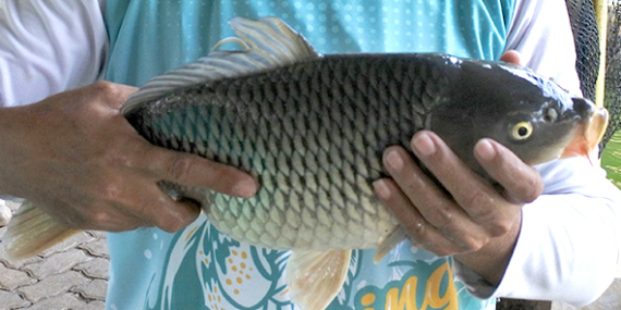 Berikut 9 Alasan Kenapa Kita Mesti Makan Ikan