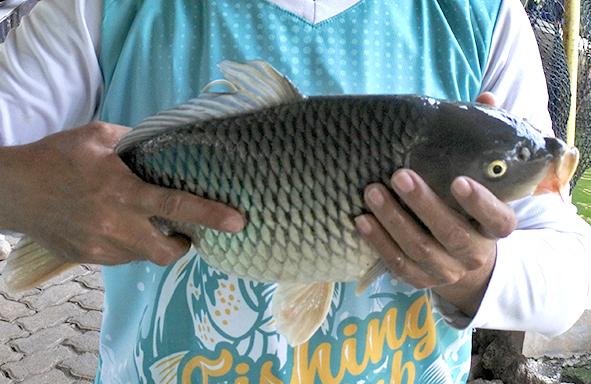 berikut-9-alasan-kenapa-kita-mesti-makan-ikan