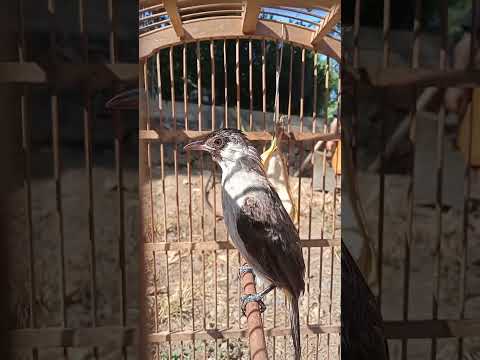 Burung kutilang belajar  full isian kacer cucak ijo murai batu kicau mania aviary unik bird