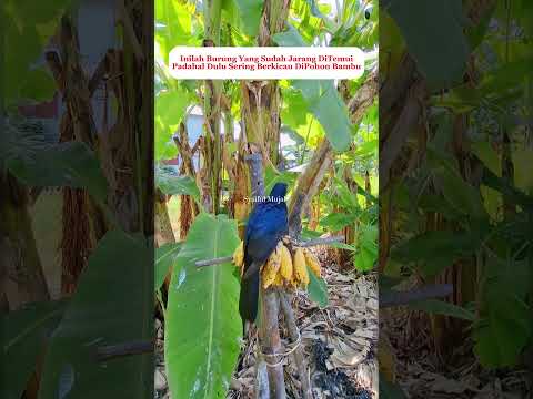 Rawatan Burung Murai Batu #kicaumania #lovebirdkicau #birds #lovebirdkicaumania #muraibatu