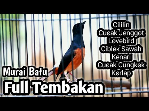 MURAI BATU GACOR FULL ISIAN TEMBAKAN CILILIN LOVEBIRD KENARI CUNGKOK JENGGOT KOLIBRI