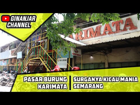 Terkini Pasar Burung Karimata | Surganya Kicau Mania Semarang