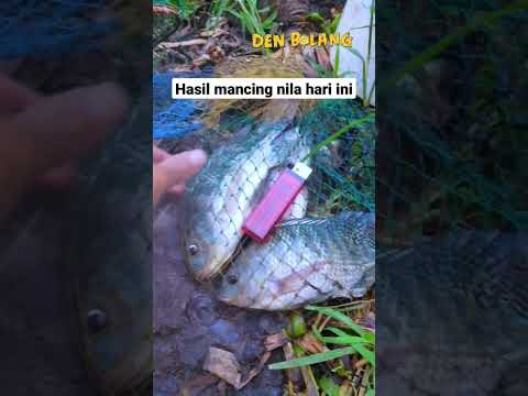 Hasil mancing ikan nila hari ini