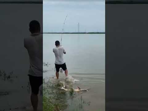 Tangkapan besar mancing mania #memancing #spot #ikan