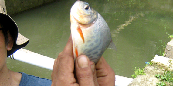 Umpan Air Tawar : Beragam Umpan Alami Untuk Mancing Ikan Bawal