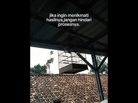 salam para pecinta #kicau mania