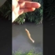 mancing ikan uceng || micro fishing