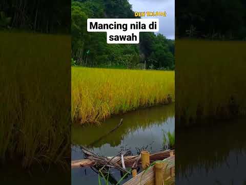 Mancing ikan nila dipinggir sawah