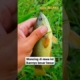 Mancing babon betok #mancing #shorts