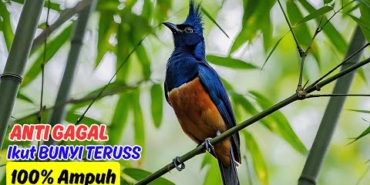 suara murai batu di alam liar 13