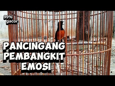 murai batu gacor ,100% ketrekan ganas murai batu, cocok untuk pancingan murai batu