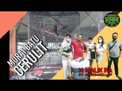MEWAH!!! MURAI BATU MILIK H. MALIK RA. MENDOMINASI DI GELARAN ANNIVERSARY 1st KMM