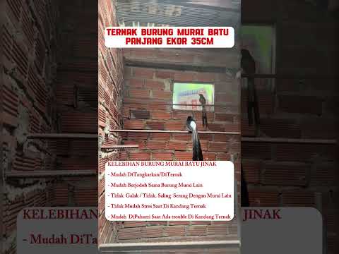 cara ternak burung murai batu #burung #mangkicauoffecial #kicaumania #burungkicaudialamliar #birds