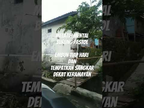 melatih mental murai batu pastol#muraibatu#burung kicau#kicau mania indonesia#pastol