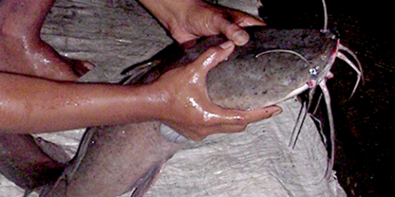 Umpan Air Tawar : Racikan Umpan GT Lele, Cacing Tanah+Kuning Telur