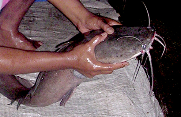 umpan-air-tawar-:-racikan-umpan-gt-lele,-cacing-tanah+kuning-telur