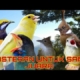 MASTERAN BURUNG WAJIB KICAU MANIA